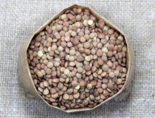 Lentilha Canadense