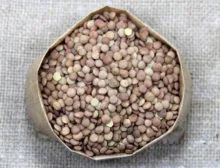 Lentilha Canadense