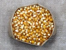 Proteína de Soja Caramelo (PTS)